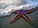 Purple and Orange Starfish on the Beach